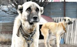 İklim değişikliği kangalları da vurdu