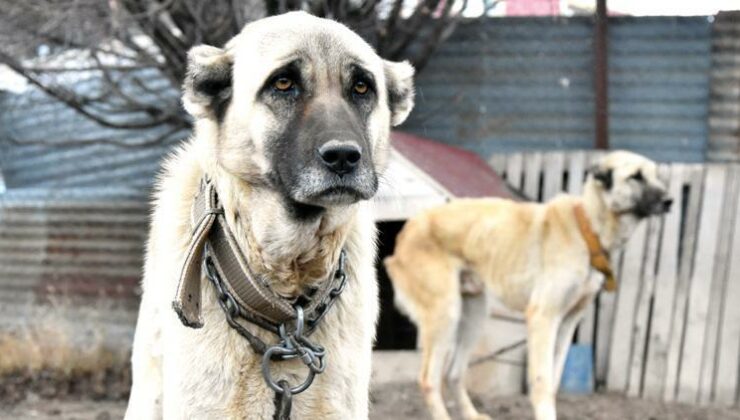 İklim değişikliği kangalları da vurdu