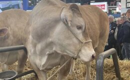 990 kilogramlık inek 17 bin avroya satıldı