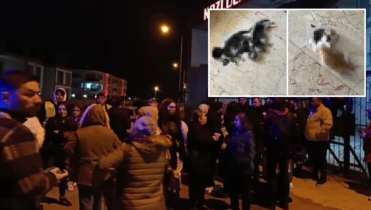 Bursa İnegöl’de kan donduran kedi katliamı! Annenin kuyruğunu, yavrularının ise başlarını kestiler