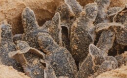 Ülke 2. kez aynı kabusu yaşıyor! Deniz kaplumbağası eti yiyen 8 çocuk öldü