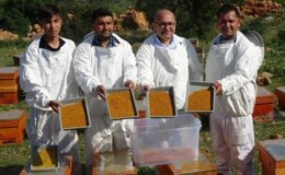 Kilosu bin TL! Arı poleninde hasat başladı