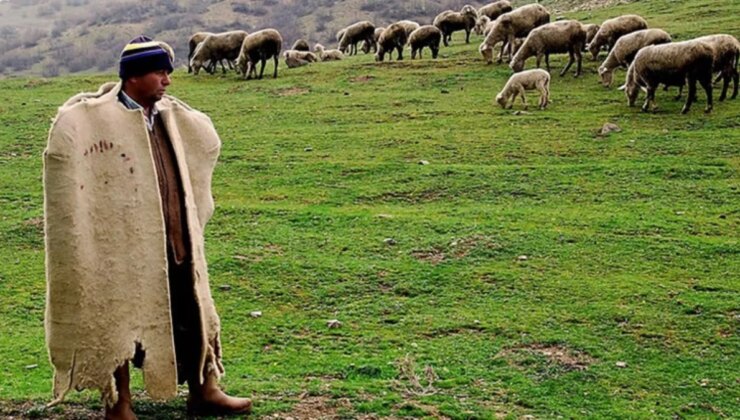 Muş’ta besiciler 40 bin lira maaş vermelerine rağmen çoban bulamıyor