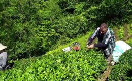 Yaş çay alım fiyatına tepki: En az 25 lira olmalı