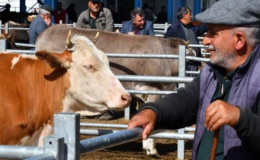 CHP’li vekil Gürsel Erol: Kurban Bayramında et değil yoksulluk konuşuluyor