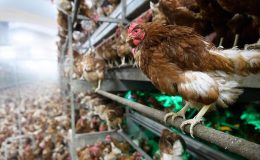 Japonya’da kuş gribi alarmı