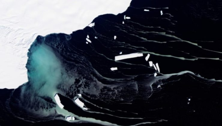 Buzun 450 metre altında tuhaf bir hayvan sürüsü tespit edildi