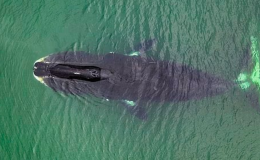 DNA’sını yenileyip ömrünü uzatıyor: Sırrı çözülürse artık kimse yaşlanmayacak