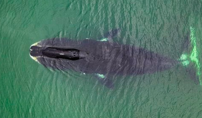 DNA’sını yenileyip ömrünü uzatıyor: Sırrı çözülürse artık kimse yaşlanmayacak