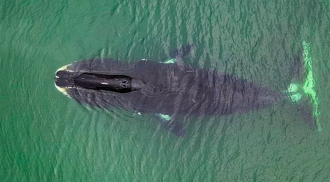 DNA’sını yenileyip ömrünü uzatıyor: Sırrı çözülürse artık kimse yaşlanmayacak